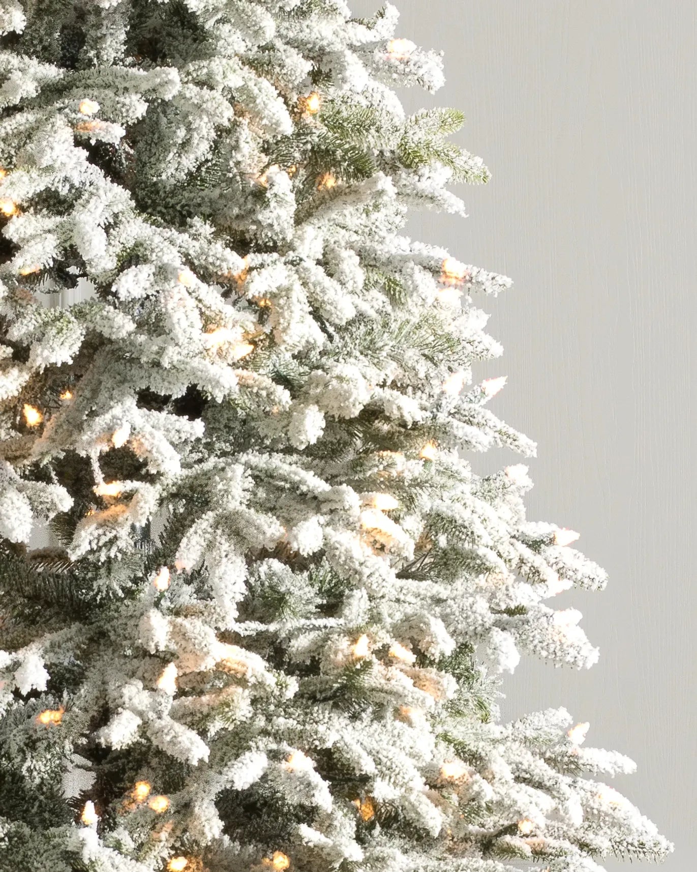 BH Frosted Fraser Fir Trees