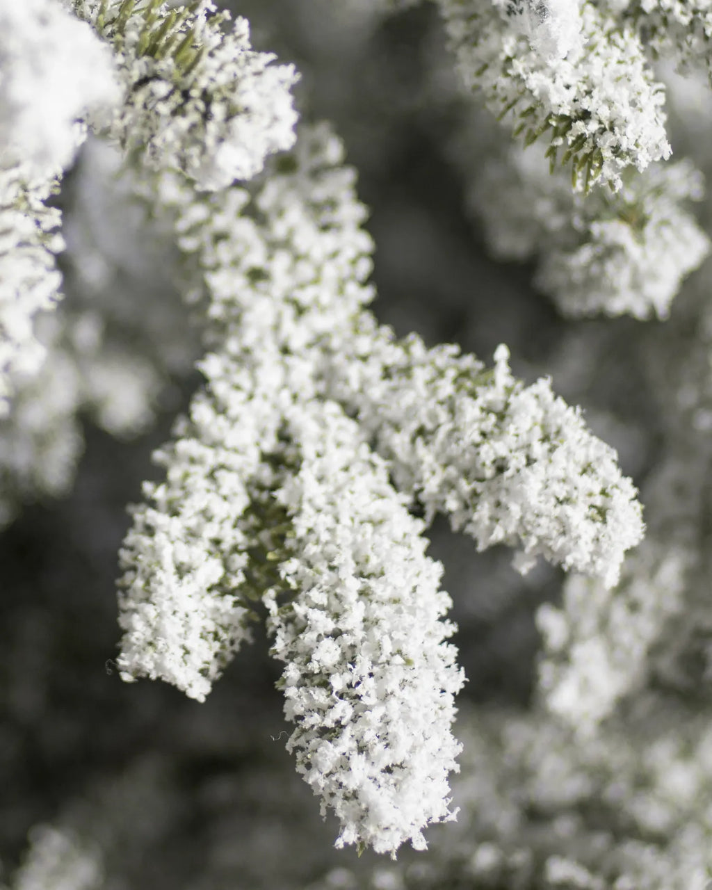 BH Frosted Fraser Fir Trees