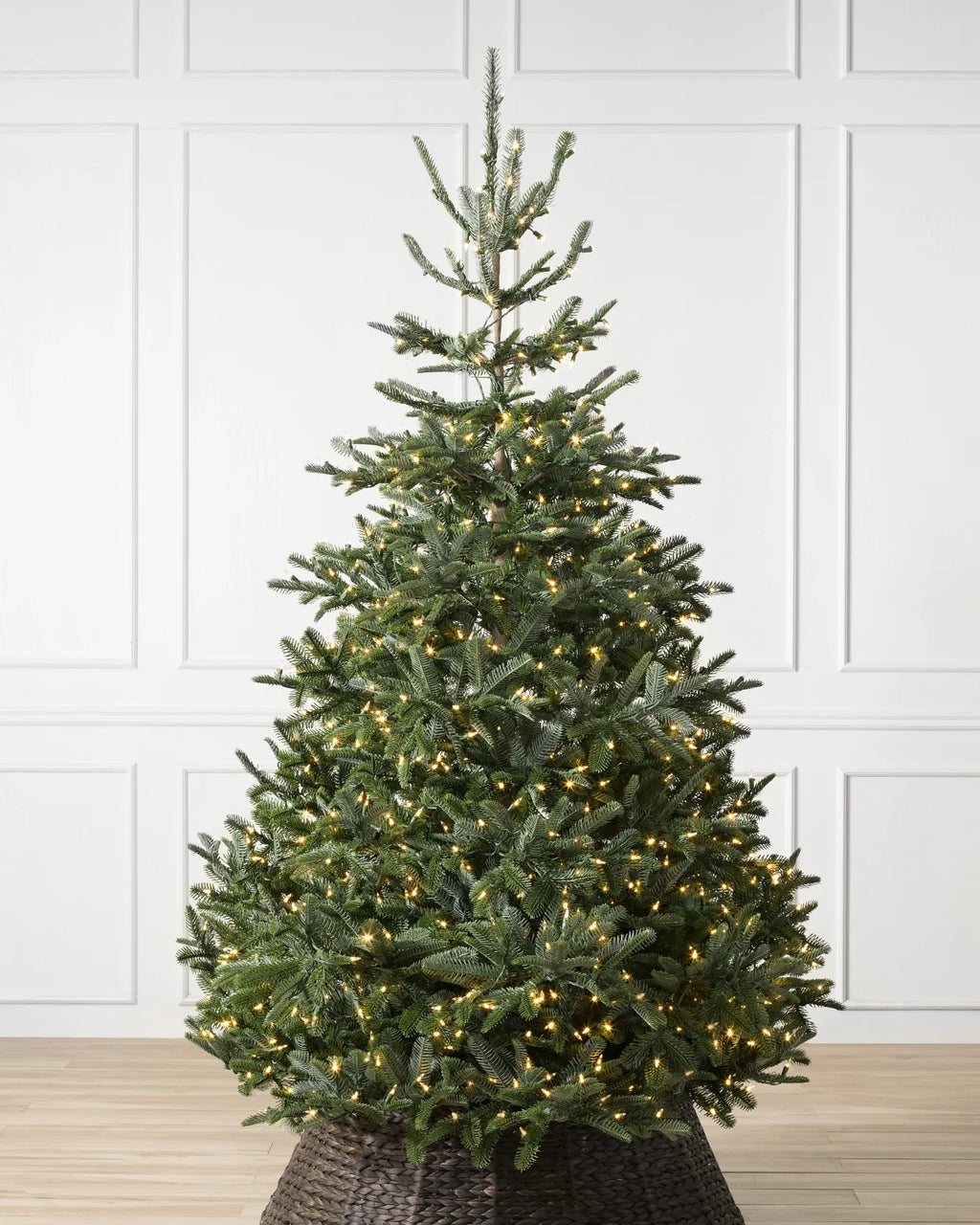 BH Nordmann Fir Trees