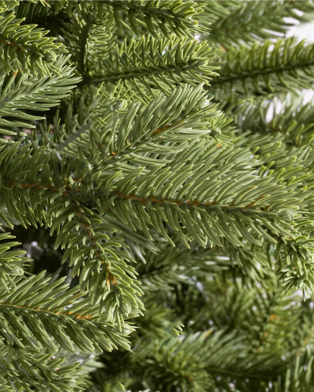 BH Norway Spruce Trees