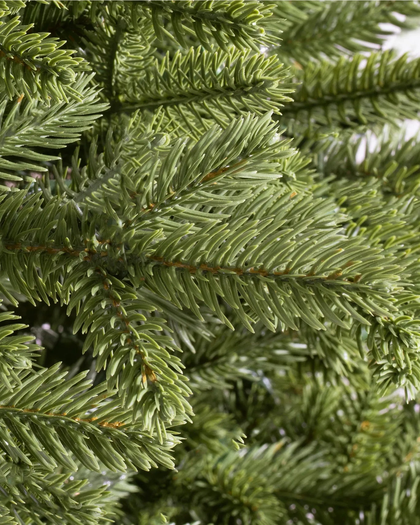 BH Norway Spruce Trees