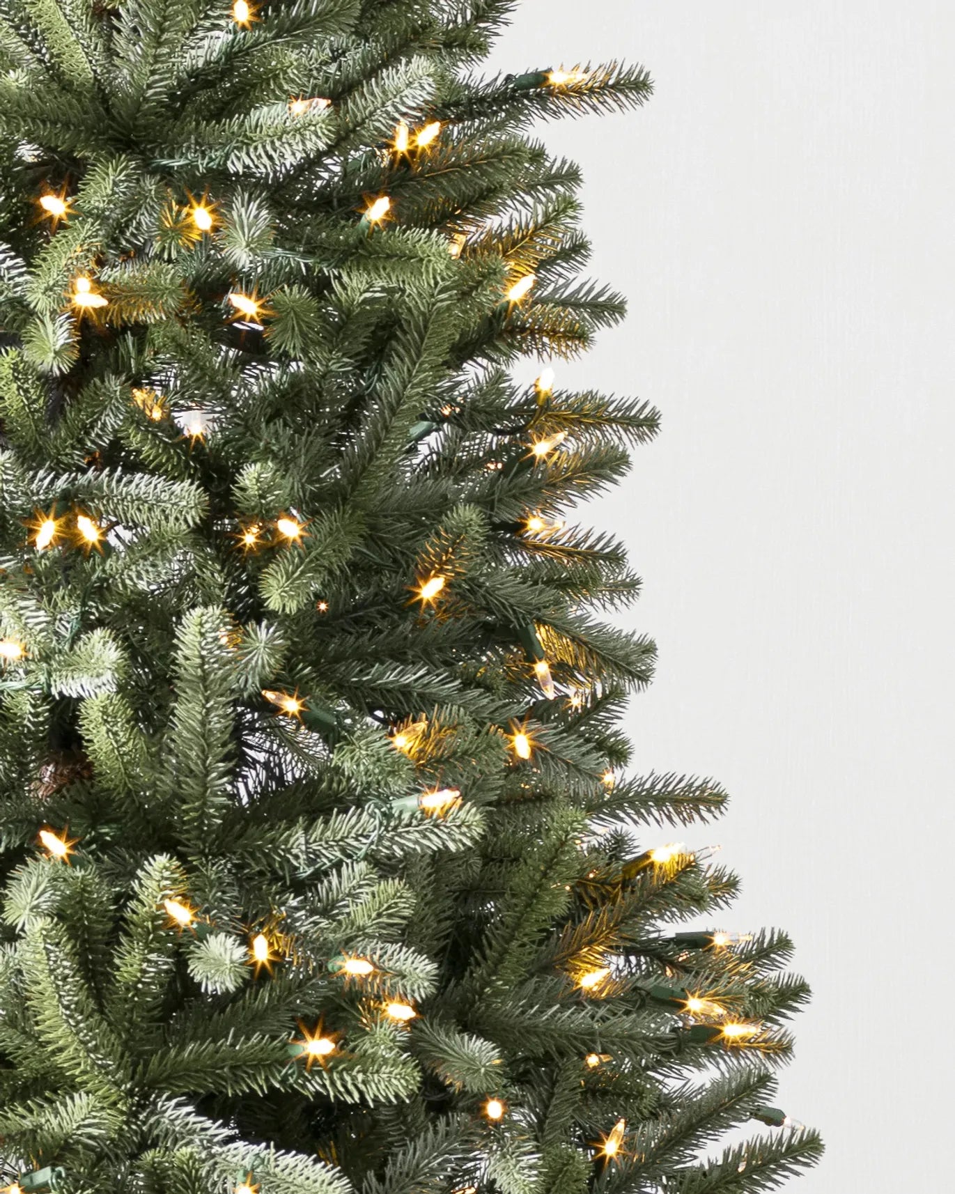 Royal Blue Spruce Tree